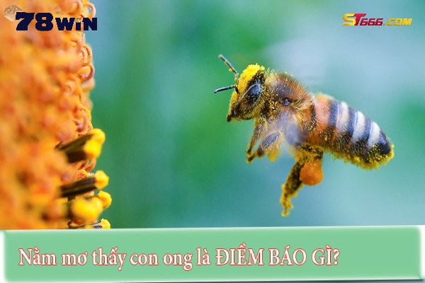 Nằm mơ thấy ong báo hiệu điều gì? Đánh con gì dễ trúng?