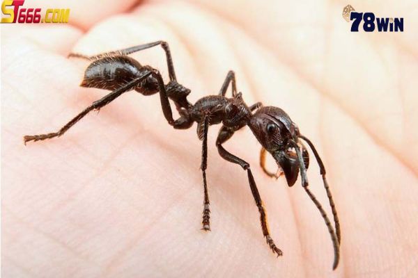Chiêm bao thấy kiến cắn vợ mình quất ngay cặp 25 - 40