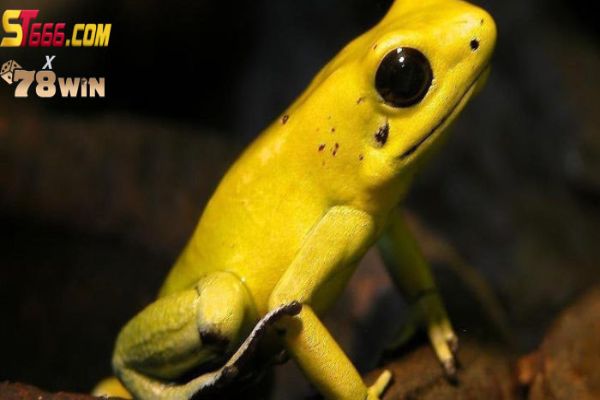 Mơ thấy con ếch màu vàng rất đẹp đánh luôn cặp số 20 - 61