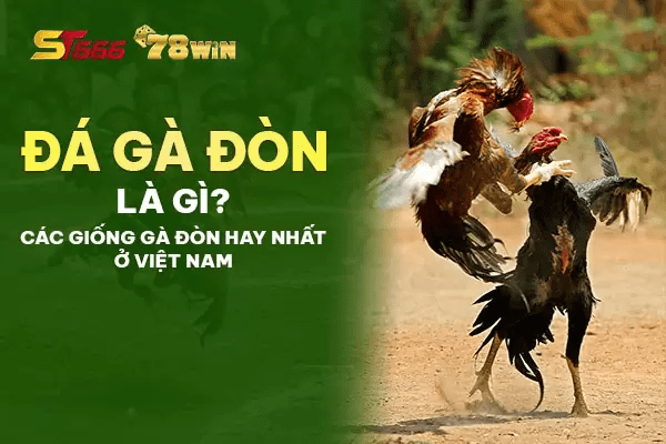 Đá gà đòn là gì? Các giống gà đòn hay nhất ở Việt Nam