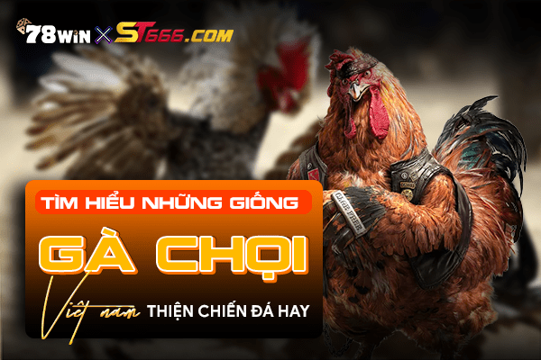 Tìm hiểu những giống gà chọi Việt Nam thiện chiến đá hay