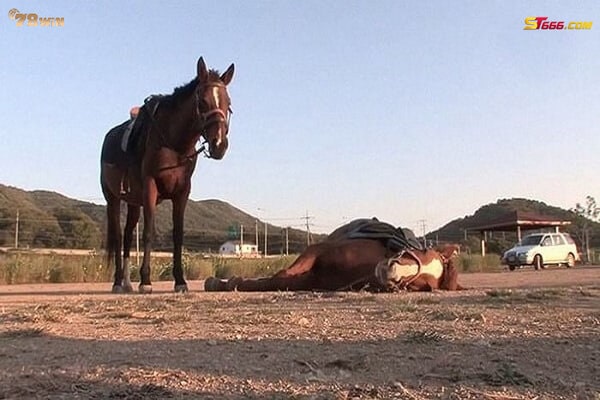 Mơ thấy ngựa chết điềm báo không may mắn