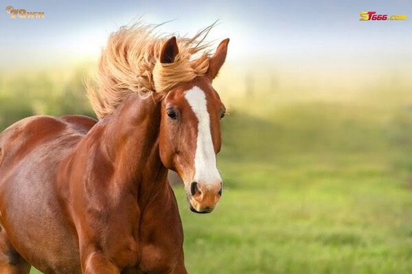 Mơ thấy ngựa có phải điềm báo may mắn hay vận đen 