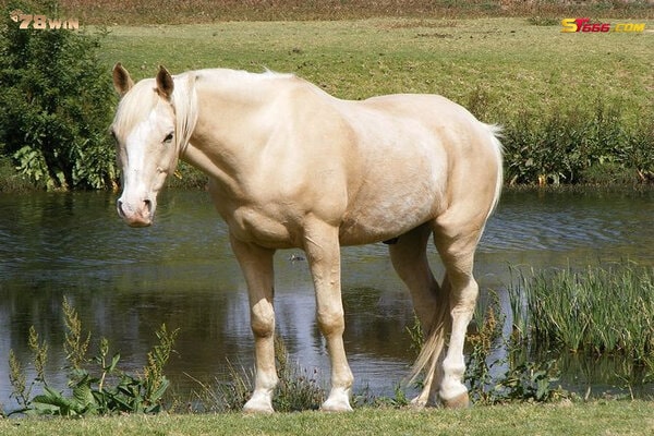 Mơ thấy ngựa trắng rất đẹp
